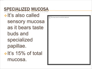 SPECIALIZED MUCOSA
It’s also called
sensory mucosa
as it bears taste
buds and
specialized
papillae.
It’s 15% of total
mucosa.
 