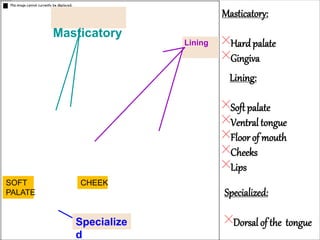 Masticatory
Lining
Masticatory:
Hard palate
Gingiva
Lining:
Soft palate
Ventral tongue
Floor of mouth
Cheeks
Lips
Specialized:
Dorsal of the tongue
Specialize
d
CHEEK
SOFT
PALATE
 