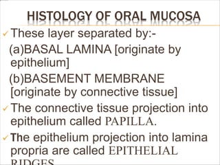 HISTOLOGY OF ORAL MUCOSA
 These layer separated by:-
(a)BASAL LAMINA [originate by
epithelium]
(b)BASEMENT MEMBRANE
[originate by connective tissue]
 The connective tissue projection into
epithelium called PAPILLA.
 The epithelium projection into lamina
propria are called EPITHELIAL
 