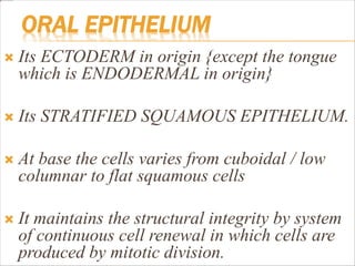 ORAL EPITHELIUM
 Its ECTODERM in origin {except the tongue
which is ENDODERMAL in origin}
 Its STRATIFIED SQUAMOUS EPITHELIUM.
 At base the cells varies from cuboidal / low
columnar to flat squamous cells
 It maintains the structural integrity by system
of continuous cell renewal in which cells are
produced by mitotic division.
 