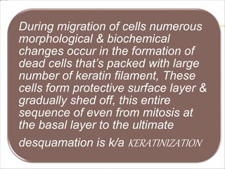 During migration of cells numerous
morphological & biochemical
changes occur in the formation of
dead cells that’s packed with large
number of keratin filament, These
cells form protective surface layer &
gradually shed off, this entire
sequence of even from mitosis at
the basal layer to the ultimate
desquamation is k/a KERATINIZATION
 