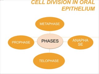 CELL DIVISION IN ORAL
EPITHELIUM
PHASES
METAPHASE
ANAPHA
SE
TELOPHASE
PROPHASE
 