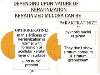 DEPENDING UPON NATURE OF
KERATINIZATION
KERATINIZED MUCOSA CAN BE
ORTHOKERATINIZ
ED
In this process of
keratinization is
normal with
formation of
acellular keratin
layer on surface
-- no nuclei
present
{e.
PARAKERATINIZE
D
.
pyknotic nuclei
retained
They don’t show
stratum corneum
& stratum
granulosum
 