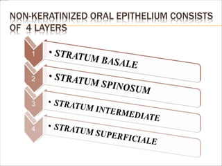NON-KERATINIZED ORAL EPITHELIUM CONSISTS
OF 4 LAYERS
 
