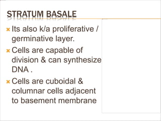 STRATUM BASALE
 Its also k/a proliferative /
germinative layer.
 Cells are capable of
division & can synthesize
DNA .
 Cells are cuboidal &
columnar cells adjacent
to basement membrane
 