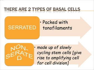 THERE ARE 2 TYPES OF BASAL CELLS
• Packed with
tonofilaments
SERRATED
• made up of slowly
cycling stem cells [give
rise to amplifying cell
for cell division]
 