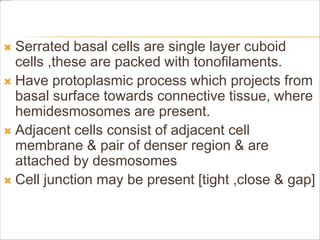  Serrated basal cells are single layer cuboid
cells ,these are packed with tonofilaments.
 Have protoplasmic process which projects from
basal surface towards connective tissue, where
hemidesmosomes are present.
 Adjacent cells consist of adjacent cell
membrane & pair of denser region & are
attached by desmosomes
 Cell junction may be present [tight ,close & gap]
 