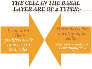 THE CELL IN THE BASAL
LAYER ARE OF 2 TYPES:-
Progenitor
cells:-
proliferates &
give rise to
new cells.
Maturing cells/
keratinocytes
cells:-
migrates & matures
& eventually shed
off.
 