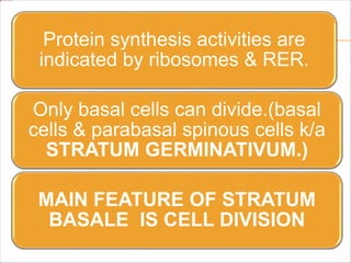 Protein synthesis activities are
indicated by ribosomes & RER.
Only basal cells can divide.(basal
cells & parabasal spinous cells k/a
STRATUM GERMINATIVUM.)
MAIN FEATURE OF STRATUM
BASALE IS CELL DIVISION
 