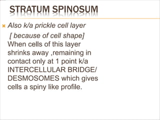 STRATUM SPINOSUM
 Also k/a prickle cell layer
[ because of cell shape]
When cells of this layer
shrinks away ,remaining in
contact only at 1 point k/a
INTERCELLULAR BRIDGE/
DESMOSOMES which gives
cells a spiny like profile.
 