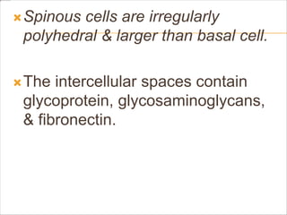 Spinous cells are irregularly
polyhedral & larger than basal cell.
The intercellular spaces contain
glycoprotein, glycosaminoglycans,
& fibronectin.
 