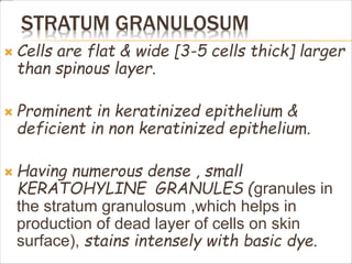 STRATUM GRANULOSUM
 Cells are flat & wide [3-5 cells thick] larger
than spinous layer.
 Prominent in keratinized epithelium &
deficient in non keratinized epithelium.
 Having numerous dense , small
KERATOHYLINE GRANULES (granules in
the stratum granulosum ,which helps in
production of dead layer of cells on skin
surface), stains intensely with basic dye.
 
