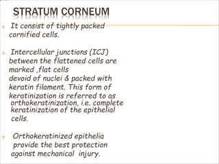 STRATUM CORNEUM
o It consist of tightly packed
cornified cells.
o Intercellular junctions (ICJ)
between the flattened cells are
marked ,flat cells
devoid of nuclei & packed with
keratin filament. This form of
keratinization is referred to as
orthokeratinization, i.e. complete
keratinization of the epithelial
cells.
o Orthokeratinized epithelia
provide the best protection
against mechanical injury.
 