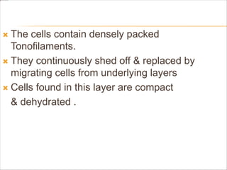  The cells contain densely packed
Tonofilaments.
 They continuously shed off & replaced by
migrating cells from underlying layers
 Cells found in this layer are compact
& dehydrated .
 