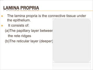 LAMINA PROPRIA
 The lamina propria is the connective tissue under
the epithelium.
 It consists of:
(a)The papillary layer between
the rete ridges
(b)The reticular layer (deeper)
 