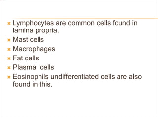  Lymphocytes are common cells found in
lamina propria.
 Mast cells
 Macrophages
 Fat cells
 Plasma cells
 Eosinophils undifferentiated cells are also
found in this.
 