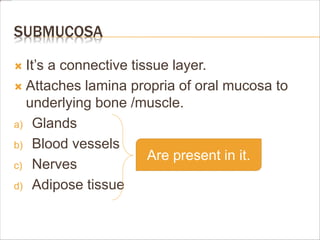 SUBMUCOSA
 It’s a connective tissue layer.
 Attaches lamina propria of oral mucosa to
underlying bone /muscle.
a) Glands
b) Blood vessels
c) Nerves
d) Adipose tissue
Are present in it.
 