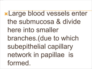 Large blood vessels enter
the submucosa & divide
here into smaller
branches.(due to which
subepithelial capillary
network in papillae is
formed.
 