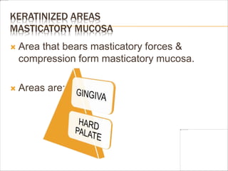 KERATINIZED AREAS
MASTICATORY MUCOSA
 Area that bears masticatory forces &
compression form masticatory mucosa.
 Areas are:-
 