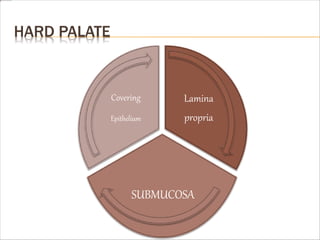 HARD PALATE
Lamina
propria
SUBMUCOSA
Covering
Epithelium
 