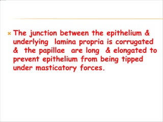  The junction between the epithelium &
underlying lamina propria is corrugated
& the papillae are long & elongated to
prevent epithelium from being tipped
under masticatory forces.
 