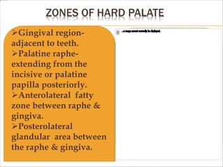 ZONES OF HARD PALATE
Gingival region-
adjacent to teeth.
Palatine raphe-
extending from the
incisive or palatine
papilla posteriorly.
Anterolateral fatty
zone between raphe &
gingiva.
Posterolateral
glandular area between
the raphe & gingiva.
 
