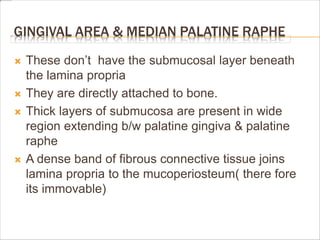 GINGIVAL AREA & MEDIAN PALATINE RAPHE
 These don’t have the submucosal layer beneath
the lamina propria
 They are directly attached to bone.
 Thick layers of submucosa are present in wide
region extending b/w palatine gingiva & palatine
raphe
 A dense band of fibrous connective tissue joins
lamina propria to the mucoperiosteum( there fore
its immovable)
 