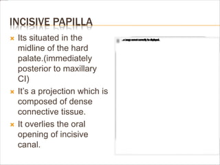 INCISIVE PAPILLA
 Its situated in the
midline of the hard
palate.(immediately
posterior to maxillary
CI)
 It’s a projection which is
composed of dense
connective tissue.
 It overlies the oral
opening of incisive
canal.
 