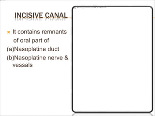 INCISIVE CANAL
 It contains remnants
of oral part of
(a)Nasoplatine duct
(b)Nasoplatine nerve &
vessals
 