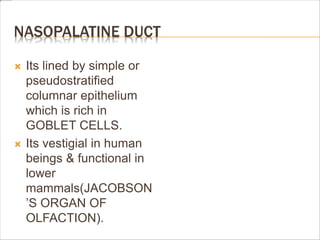 NASOPALATINE DUCT
 Its lined by simple or
pseudostratified
columnar epithelium
which is rich in
GOBLET CELLS.
 Its vestigial in human
beings & functional in
lower
mammals(JACOBSON
’S ORGAN OF
OLFACTION).
 