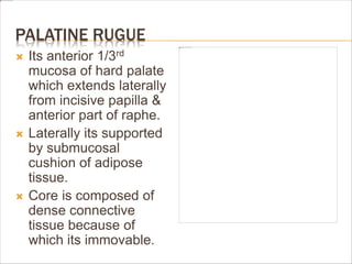PALATINE RUGUE
 Its anterior 1/3rd
mucosa of hard palate
which extends laterally
from incisive papilla &
anterior part of raphe.
 Laterally its supported
by submucosal
cushion of adipose
tissue.
 Core is composed of
dense connective
tissue because of
which its immovable.
 