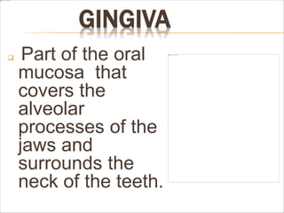 GINGIVA
 Part of the oral
mucosa that
covers the
alveolar
processes of the
jaws and
surrounds the
neck of the teeth.
 