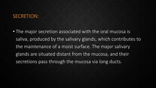 SECRETION:
• The major secretion associated with the oral mucosa is
saliva, produced by the salivary glands, which contributes to
the maintenance of a moist surface. The major salivary
glands are situated distant from the mucosa, and their
secretions pass through the mucosa via long ducts.
 