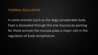 THERMAL REGULATION:
In some animals (such as the dog) considerable body
heat is dissipated through the oral mucosa by panting
for these animals the mucosa plays a major role in the
regulation of body temperature.
 