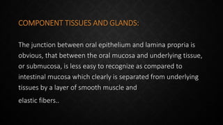 COMPONENT TISSUES AND GLANDS:
The junction between oral epithelium and lamina propria is
obvious, that between the oral mucosa and underlying tissue,
or submucosa, is less easy to recognize as compared to
intestinal mucosa which clearly is separated from underlying
tissues by a layer of smooth muscle and
elastic fibers..
 