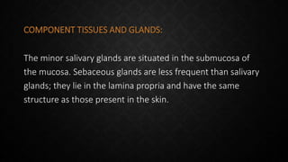 COMPONENT TISSUES AND GLANDS:
The minor salivary glands are situated in the submucosa of
the mucosa. Sebaceous glands are less frequent than salivary
glands; they lie in the lamina propria and have the same
structure as those present in the skin.
 