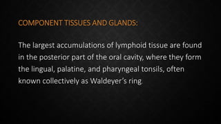 COMPONENT TISSUES AND GLANDS:
The largest accumulations of lymphoid tissue are found
in the posterior part of the oral cavity, where they form
the lingual, palatine, and pharyngeal tonsils, often
known collectively as Waldeyer’s ring.
 