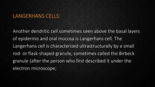 LANGERHANS CELLS:
Another dendritic cell sometimes seen above the basal layers
of epidermis and oral mucosa is Langerhans cell. The
Langerhans cell is characterized ultrastructurally by a small
rod- or flask-shaped granule, sometimes called the Birbeck
granule (after the person who first described it under the
electron microscope;
 