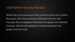 JUNCTIONS IN THE ORAL MUCOSA:
Within the oral mucosa are three junctions that merit further
discussion: the mucocutaneous (between the skin and
mucosa), the mucogingival (between the gingiva and alveolar
mucosa), and the dentogingival (interface between the
gingiva and the tooth.
 