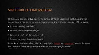 STRUCTURE OF ORAL MUCOSA:
Oral mucosa consists of two layers, the surface stratified squamous epithelium and the
deeper lamina propria. In keratinized oral mucosa, the epithelium consists of four layers:
• Stratum basale (basal layer)
• Stratum spinosum (prickle layer)
• Stratum granulosum (granular layer)
• Stratum corneum (keratinized layer)
In nonkeratinised epithelium, the two deep layers (basale and spinosum) remain the same
but the outer layers are termed the intermediateand superficial layers
 