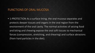 FUNCTIONS OF ORAL MUCOSA
• 1-PROTECTION As a surface lining, the oral mucosa separates and
protects deeper tissues and organs in the oral region from the
environment of the oral cavity. The normal activities of seizing food
and biting and chewing expose the oral soft tissues to mechanical
forces (compression, stretching, and shearing) and surface abrasions
(from hard particles in the diet).
 