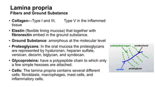 Oral Mucosa components salman khutsheed.pptx