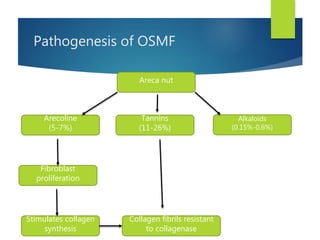 Pathogenesis of OSMF
Areca nut
Arecoline
(5-7%)
Tannins
(11-26%)
Alkaloids
(0.15%-0.6%)
Fibroblast
proliferation
Stimulates collagen
synthesis
Collagen fibrils resistant
to collagenase
 