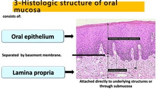 3-Histologic structure of oral
mucosa
consists of:
Oral epithelium
Lamina propria
Separated by basement membrane.
Attached directly to underlying structures or
through submucosa
 