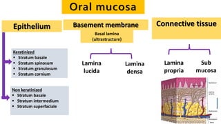 Oral mucosa
Epithelium Basement membrane Connective tissue
Keratinized
 Stratum basale
 Stratum spinosum
 Stratum granulosum
 Stratum cornium
Non keratinized
 Stratum basale
 Stratum intermedium
 Stratum superfaciale
Basal lamina
(ultrastructure)
Lamina
lucida
Lamina
densa
Lamina
propria
Sub
mucosa
 