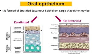Oral epithelium
• It is formed of Stratified Squamous Epithelium s.sq.e that either may be
Keratinized Non-keratinized
 