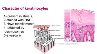Character of keratinocytes
1- present in sheets.
2-stained with H&E.
3-Have tonofilaments.
4- attached by
desmosomes
5-a vascular
 