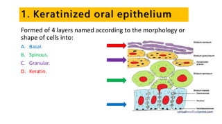 1. Keratinized oral epithelium
Formed of 4 layers named according to the morphology or
shape of cells into:
A. Basal.
B. Spinous.
C. Granular.
D. Keratin.
 