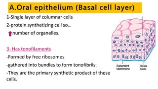 A.Oral epithelium (Basal cell layer)
1-Single layer of columnar cells
2-protein synthetizing cell so…
number of organelles.
3- Has tonofilaments
-Formed by free ribosomes
-gathered into bundles to form tonofibrils.
-They are the primary synthetic product of these
cells.
 