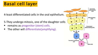 4-least differentiated cells in the oral epithelium.
5-They undergo mitosis, one of the daughter cells
 remains as progenitor (stem) cells.
 The other will differentiate(amplifying).
Basal cell layer
 